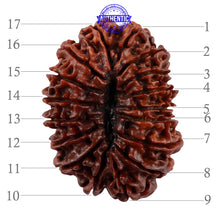 Load image into Gallery viewer, 17 Mukhi Nepalese Rudraksha - Bead No. 45