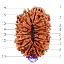 Load image into Gallery viewer, 17 Mukhi Nepalese Rudraksha - Bead No. 46