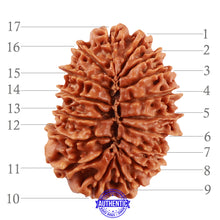 Load image into Gallery viewer, 17 Mukhi Nepalese Rudraksha - Bead No. 47