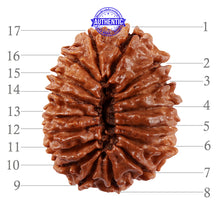 Load image into Gallery viewer, 17 Mukhi Nepalese Rudraksha - Bead No. 48