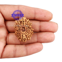 Load image into Gallery viewer, 17 Mukhi Nepalese Rudraksha - Bead No. 33