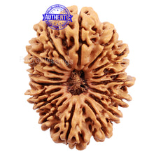Load image into Gallery viewer, 17 Mukhi Nepalese Rudraksha - Bead No. 33