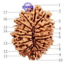 Load image into Gallery viewer, 17 Mukhi Nepalese Rudraksha - Bead No. 33