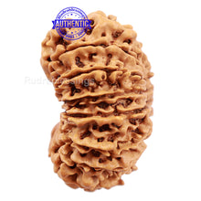 Load image into Gallery viewer, 17 Mukhi Nepalese Rudraksha - Bead No. 33