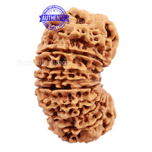Load image into Gallery viewer, 17 Mukhi Nepalese Rudraksha - Bead No. 33