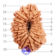 Load image into Gallery viewer, 17 Mukhi Nepalese Rudraksha - Bead No. 39