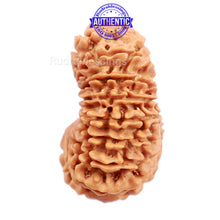 Load image into Gallery viewer, 17 Mukhi Nepalese Rudraksha - Bead No. 39