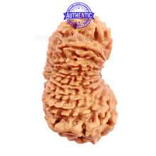 Load image into Gallery viewer, 17 Mukhi Nepalese Rudraksha - Bead No. 39