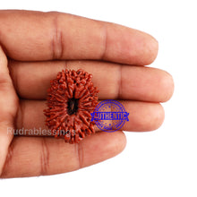 Load image into Gallery viewer, 17 Mukhi Nepalese Rudraksha - Bead No. 40