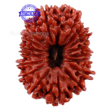 Load image into Gallery viewer, 17 Mukhi Nepalese Rudraksha - Bead No. 40