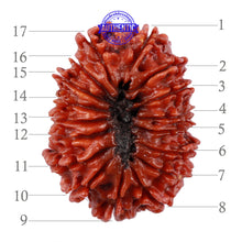 Load image into Gallery viewer, 17 Mukhi Nepalese Rudraksha - Bead No. 40