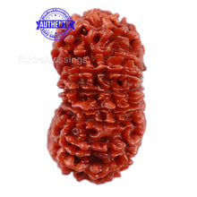Load image into Gallery viewer, 17 Mukhi Nepalese Rudraksha - Bead No. 40