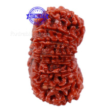 Load image into Gallery viewer, 17 Mukhi Nepalese Rudraksha - Bead No. 40
