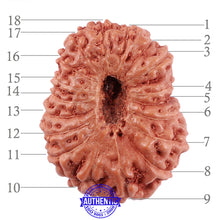 Load image into Gallery viewer, 18 Mukhi Rudraksha from Indonesia - Bead No. 166