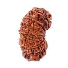 Load image into Gallery viewer, 17 Mukhi Nepalese Rudraksha - Bead No. 28