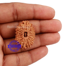 Load image into Gallery viewer, 17 Mukhi Nepalese Rudraksha - Bead No. 32