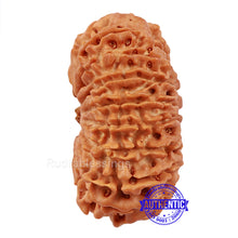 Load image into Gallery viewer, 17 Mukhi Nepalese Rudraksha - Bead No. 32
