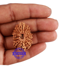 Load image into Gallery viewer, 17 Mukhi Nepalese Rudraksha - Bead No. 41