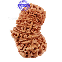 Load image into Gallery viewer, 17 Mukhi Nepalese Rudraksha - Bead No. 41
