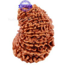 Load image into Gallery viewer, 17 Mukhi Nepalese Rudraksha - Bead No. 42