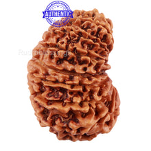 Load image into Gallery viewer, 17 Mukhi Nepalese Rudraksha - Bead No. 42