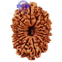 Load image into Gallery viewer, 17 Mukhi Nepalese Rudraksha - Bead No. 43