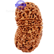 Load image into Gallery viewer, 17 Mukhi Nepalese Rudraksha - Bead No. 43