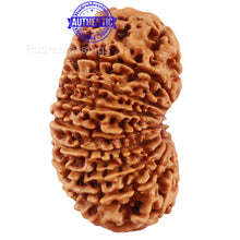Load image into Gallery viewer, 17 Mukhi Nepalese Rudraksha - Bead No. 43