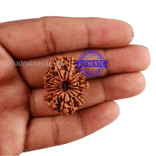 Load image into Gallery viewer, 17 Mukhi Nepalese Rudraksha - Bead No. 44