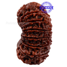 Load image into Gallery viewer, 17 Mukhi Nepalese Rudraksha - Bead No. 45