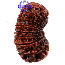 Load image into Gallery viewer, 17 Mukhi Nepalese Rudraksha - Bead No. 45