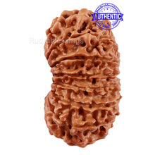 Load image into Gallery viewer, 17 Mukhi Nepalese Rudraksha - Bead No. 46