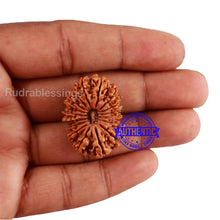 Load image into Gallery viewer, 17 Mukhi Nepalese Rudraksha - Bead No. 47
