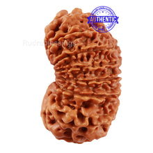 Load image into Gallery viewer, 17 Mukhi Nepalese Rudraksha - Bead No. 47