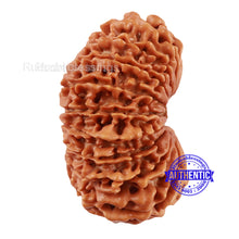 Load image into Gallery viewer, 17 Mukhi Nepalese Rudraksha - Bead No. 47