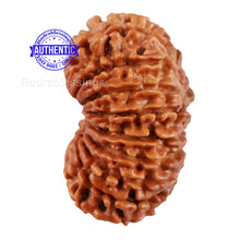 Load image into Gallery viewer, 17 Mukhi Nepalese Rudraksha - Bead No. 48