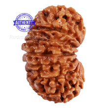 Load image into Gallery viewer, 17 Mukhi Nepalese Rudraksha - Bead No. 48