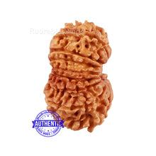 Load image into Gallery viewer, 17 Mukhi Nepalese Rudraksha - Bead No. 50