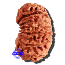Load image into Gallery viewer, 17 Mukhi Nepalese Rudraksha - Bead No. 56