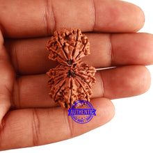 Load image into Gallery viewer, 17 Mukhi Nepalese Gaurishankar Rudraksha - Bead No. 57