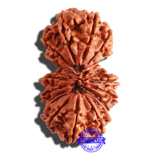 Load image into Gallery viewer, 17 Mukhi Nepalese Gaurishankar Rudraksha - Bead No. 57