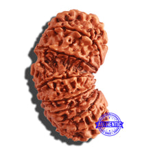 Load image into Gallery viewer, 17 Mukhi Nepalese Gaurishankar Rudraksha - Bead No. 57
