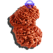 Load image into Gallery viewer, 17 Mukhi Nepalese Gaurishankar Rudraksha - Bead No. 59