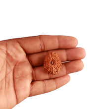 Load image into Gallery viewer, 17 Mukhi Nepalese Rudraksha - Bead No. 60