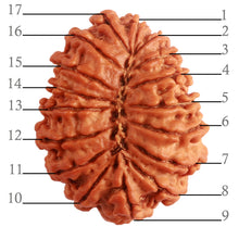 Load image into Gallery viewer, 17 Mukhi Nepalese Rudraksha - Bead No. 60