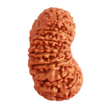 Load image into Gallery viewer, 17 Mukhi Nepalese Rudraksha - Bead No. 60