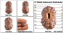 Load image into Gallery viewer, 17 Mukhi Rudraksha from Indonesia - Bead No. 88