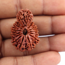 Load image into Gallery viewer, 17 Mukhi Nepalese Garbhgauri Rudraksha - Bead No. 30