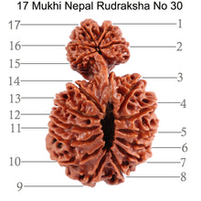 Load image into Gallery viewer, 17 Mukhi Nepalese Garbhgauri Rudraksha - Bead No. 30