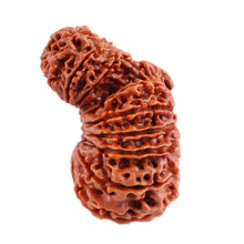 Load image into Gallery viewer, 17 Mukhi Nepalese Garbhgauri Rudraksha - Bead No. 30